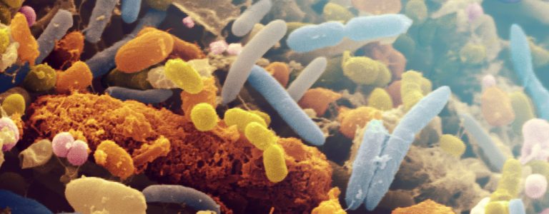 Microbiome…more important than you think